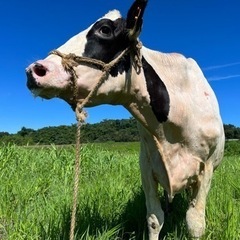 大阪府内で牧場 酪農 乳牛 ホルスタイン 雌牛 自然の中で一緒に飼育