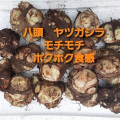 オマケ子芋500g付き　八頭　親芋3キロ