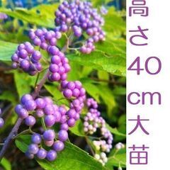 ムラサキシキブ 紫式部 実生苗 2～３年生庭植え抜き苗　樹高40...