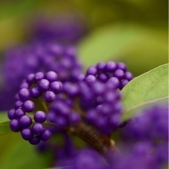 ムラサキシキブ　実紫　コムラサキ