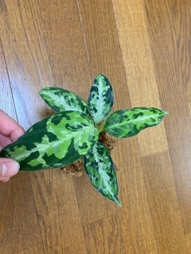 アグラオネマ　ピクタム　AZ便　ラプラス箱
