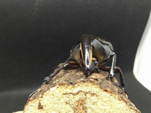 ヘラクレスオオカブトムシ ♂♀ペア ①
