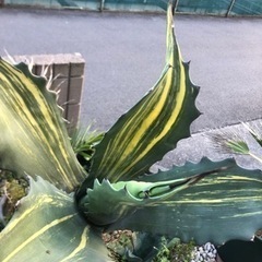 アガベサルミアーナフェロックス大株