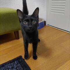 かぎしっぽの黒子ネコ　きいちゃん - 和泉市
