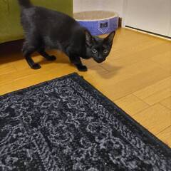 かぎしっぽの黒子ネコ　きいちゃん - 猫
