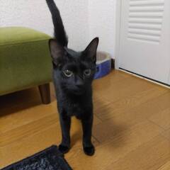 かぎしっぽの黒子ネコ　きいちゃん − 大阪府
