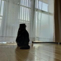 のぼれんニャン バリアフリー2