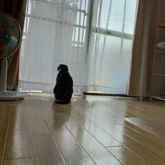 のぼれんニャン バリアフリー2