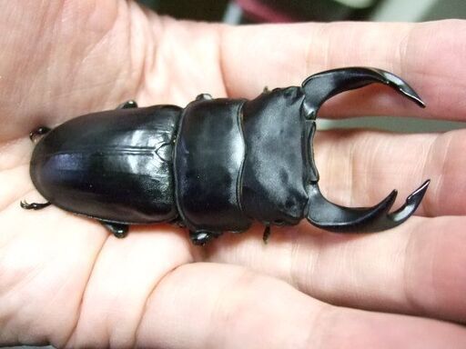 佐賀県産オオクワガタ ♂78ミリ ♀51ミリ ペア