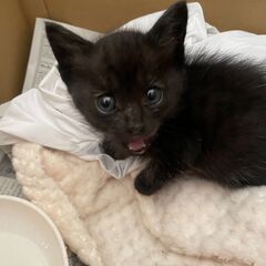 黒の仔猫（生後1ケ月ぐらい）の里親さんを探しております。