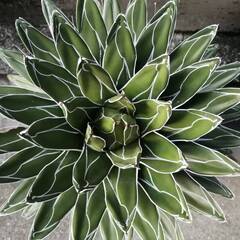 アガベ笹の雪　30年超の親株