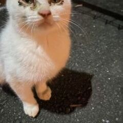 若い親子猫 緊急里親募集です 5ヶ月位雄 1歳位雌 - 磐田市