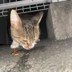 若い親子猫 緊急里親募集です 5ヶ月位雄 1歳位雌 − 静岡県