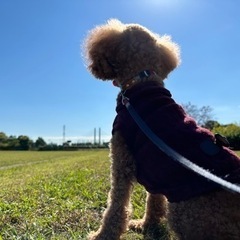 戸田市でトイプ飼っています