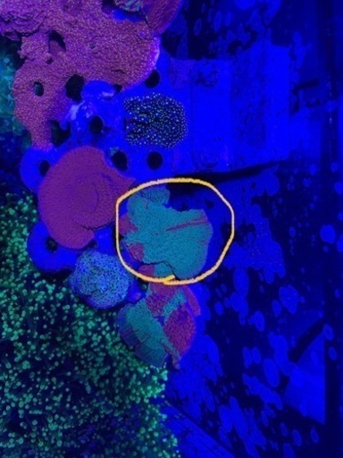 １.グラフテッドモンティポラ　graphtedmontipora（フラグ）
