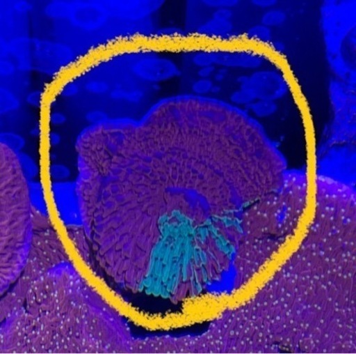 ２.グラフテッドモンティポラ　graphtedmontipora（フラグ）