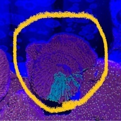 ２.グラフテッドモンティポラ　graphtedmontipora...