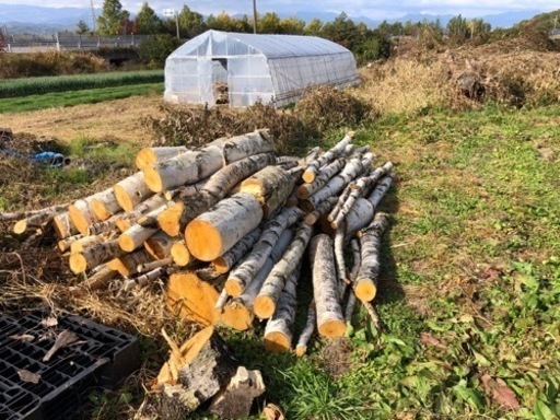 白樺 薪・工芸用素材に！