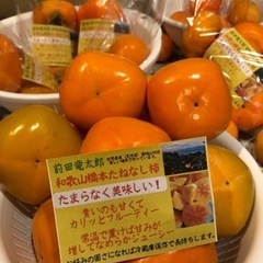 和歌山橋本の種無し柿　刀根早生柿　とねわせ　平たね柿