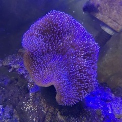 サンゴ　ウミキノコ