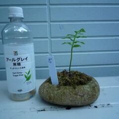 リュウビンタイ　天然の溶岩軽石鉢に植付　５