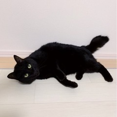 抱っこ大好き♡甘えん坊な黒猫、4歳 - 北区