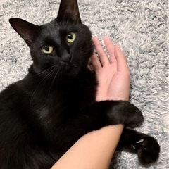 抱っこ大好き♡甘えん坊な黒猫、4歳 - 猫