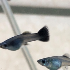 沖縄県の国産グッピーの中古が安い 激安で譲ります 無料であげます ジモティー