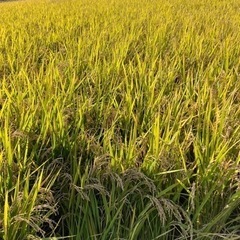 新米　令和4年度産コシヒカリ玄米　３０キロ　佐野市産