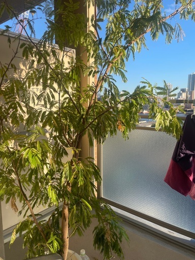 エバーフレッシュ　2.3m