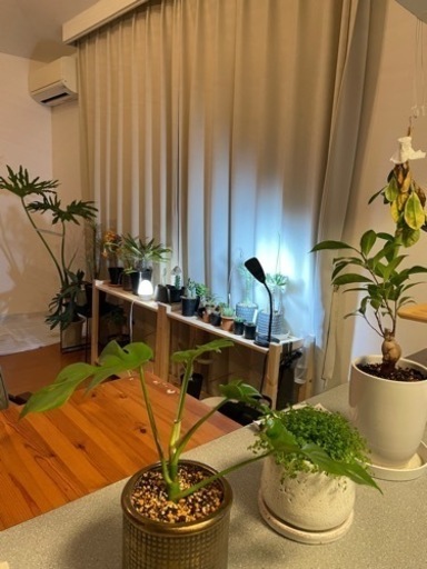 希少品】観葉植物ユーフォルビア“ホワイトゴースト“ | muniotuzco.gob.pe