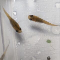 月華　メダカ・・稚魚　１０＋1付き