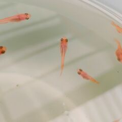 🐟メダカ　紅帝 普通体型 8匹　オスメス無選別　④