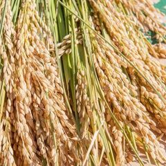 令和４年産　単一原料米ヒノヒカリ玄米