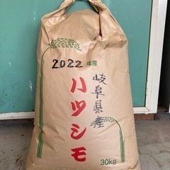  2023年度　生育中無農薬米　ハツシモ❣️