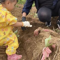 東京都練馬区の畑で『さつまいも掘り収穫体験』11月土日祝日　【和...