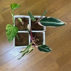 観葉植物　抜き苗