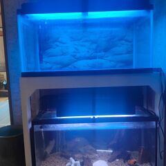 90センチレギュラー水槽　引き取り限定 90cmレギュラー水槽2段セット（ガラス 生体別 引き取り限定）