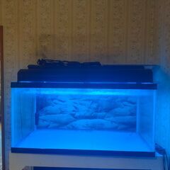 90cmレギュラー水槽2段セット（ガラス 生体別 引き取り限定）