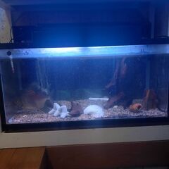 90cmレギュラー水槽2段セット（ガラス 生体別 引き取り限定）