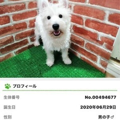 ホワイトテリアの里親を探しております。病気の為飼えなくなってしまいました。宜しくお願い致します。 - ひたちなか市