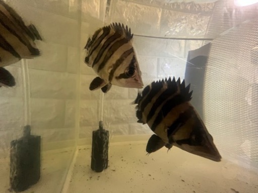 ダトニオ