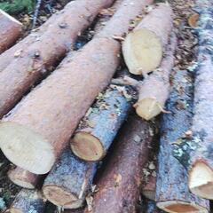 伐採木  薪に