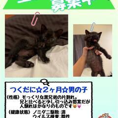 生後2ヶ月の兄弟猫♂️