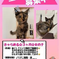 生後3ヶ月のサビ猫ちゃん♀️