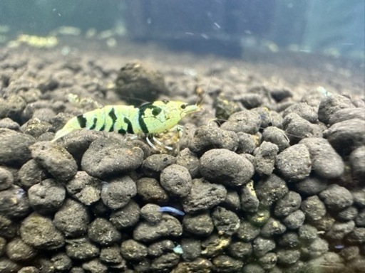 ブラックタイガーシュリンプ50匹‼️