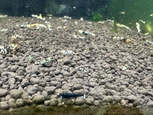 ブラックタイガーシュリンプ50匹特別価格‼