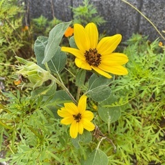 ミニミニ向日葵🌻種