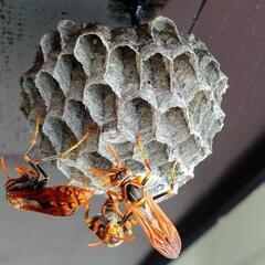 蜂駆除　スズメバチ駆除　害虫　蜂の巣　蜂退治 − 福島県