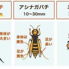 蜂駆除　スズメバチ駆除　害虫　蜂の巣　蜂退治 - 害虫/害獣駆除